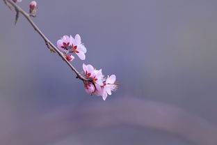 粉色山桃花图片 第7张