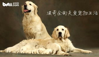 对标宠物行业巨头,窥探中国宠物市场的机遇与方向 