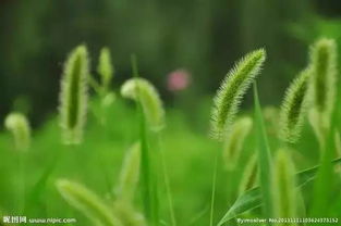 路边常见的野草,居然是药材 