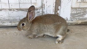 小兔子如何产仔,你见过吗 10分钟9只小兔子安全来到人间