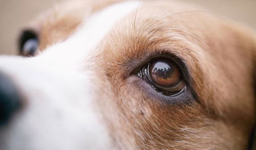 狗狗白内障是老年病 这些犬种或出生就有 狗狗白内障有什么症状