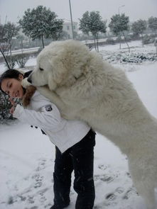 世界上最大的全白犬种