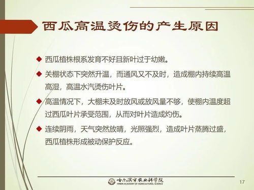 党建引领谋发展 科技助农备春耕 网络课堂 西瓜病虫害识别及综合防治