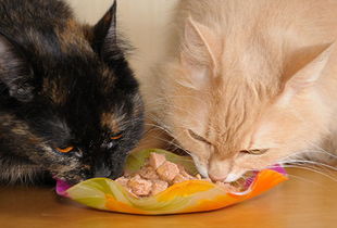 猫咪，猫粮吃多了，吐黄水会死吗