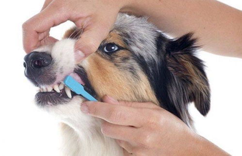 为什么要给狗狗刷牙