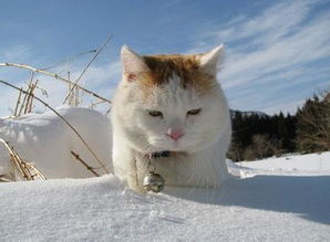 日本猫叔头像