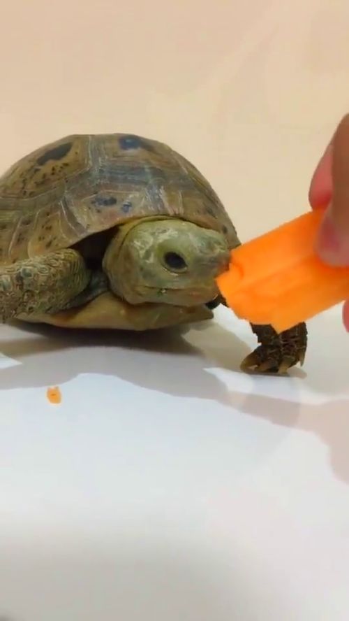 这只乌龟的胃口可真好, 吃着水果津津有味 