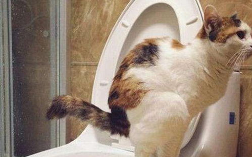 如何训练猫咪在厕所里大小便 4招让猫咪远离乱排泄 