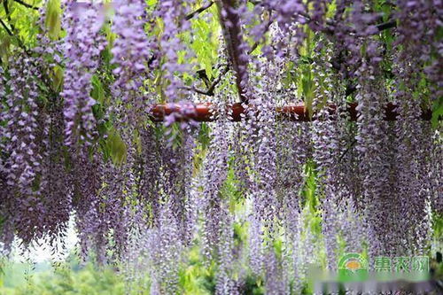 紫藤什么时候开花花期多长时间,紫藤什么时候开？