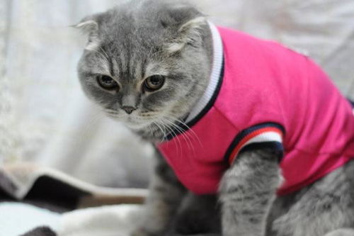 不要你觉得冷,就给你家猫穿衣服,危害可太大了
