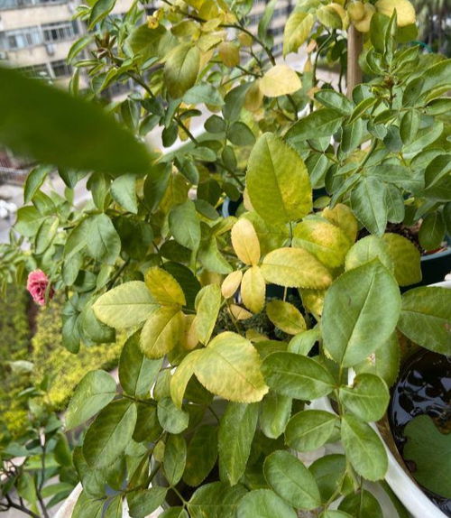 夏天暴雨天,月季面黄肌瘦,2个原因很致命