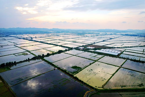 江西九江彭泽太泊湖农业综合开发区天气预报