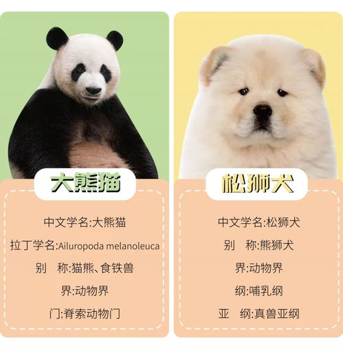 熊猫属于什么科?猫科?熊类?
