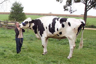 世界上最高的奶牛：身高一米九五体重