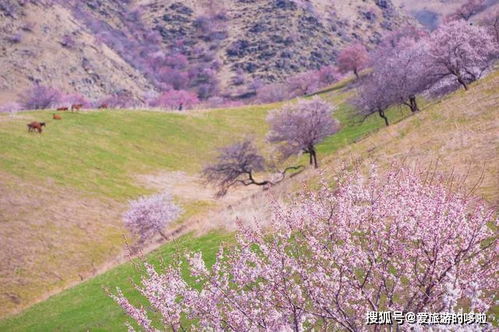 这个春天去哪赏花 收藏好这份赏花地图,够你玩到4月底