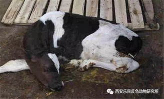 关于犊牛腹泻的毕业论文