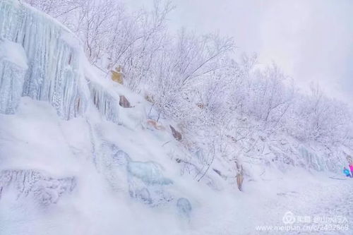下个月,东北雪国正美 走进天幕下的银峰蓝雪,痛快地在雪地撒野 
