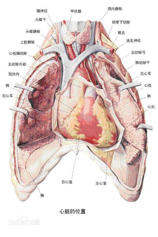 心臟位置 - 搜狗圖片搜索