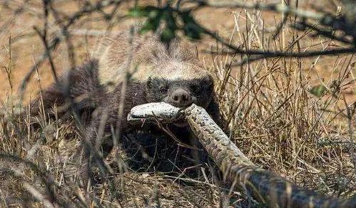 见谁咬谁,平头哥蜜獾大战6米巨型毒眼镜王蛇,你说谁更强悍