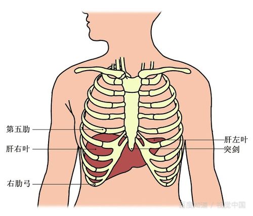 肝脏人体部位图 位置图片