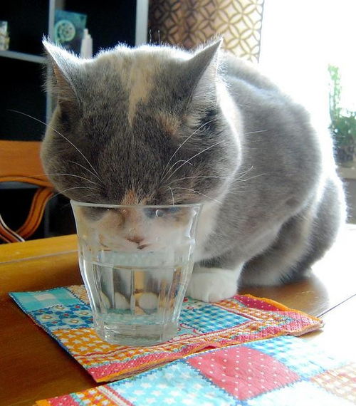 猫不爱喝水怎么办 4个超实用方法,可以骗猫多喝一碗水