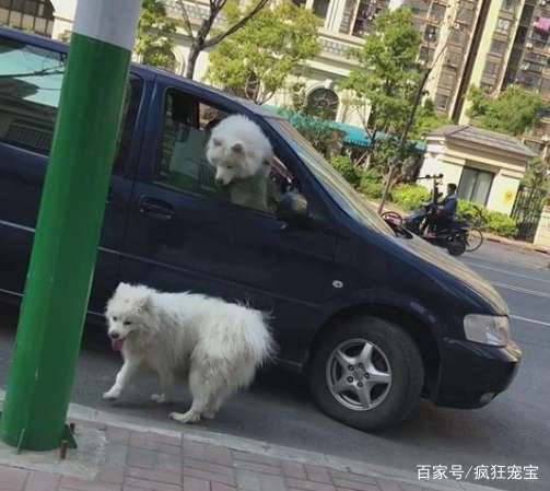 同狗不同命,走失萨摩耶每日街头徘徊等待主人,狗狗 主人你在哪