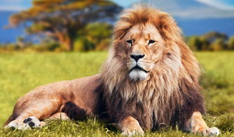 现存最大的狮王 称霸非洲草原无对手,实力比肩东北虎