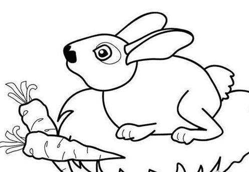 小兔子吃萝卜简笔画图片 