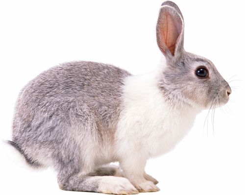 兔子 小白兔PNG 合成素材PNG 