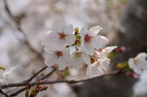 学会这份樱花拍摄技巧,你也能拍好樱花