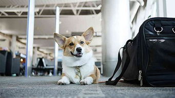 海航公告 宠物猫狗可伴主人坐飞机 收费暂定800元