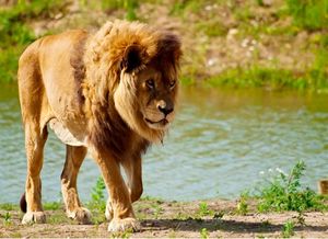 狮子的天敌是什么动物 