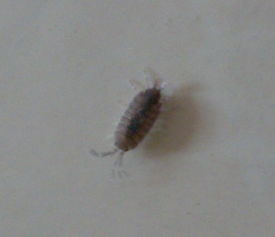 有朋友知道这个虫子的名字吗 