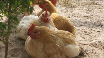 三黄鸡一只大约几斤 吃三黄鸡有哪些害处