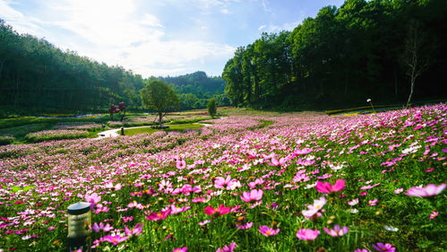 庭院深深深几许,花团锦簇待芳华