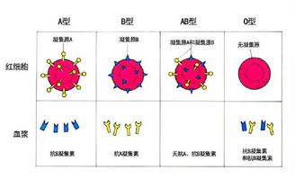 科学 子刊封面 第三军医大学罗阳团队利用 AI 在 30 秒内鉴定血型 临床大发现