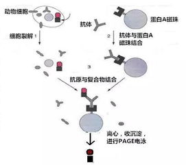 免疫组化是什么(病理切片免疫组化是什么)