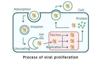 病毒为什么要弄死宿主(病毒为什么要弄死宿主细胞)