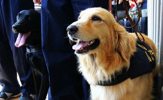 为什么狗能当警犬,猫不能当警猫 