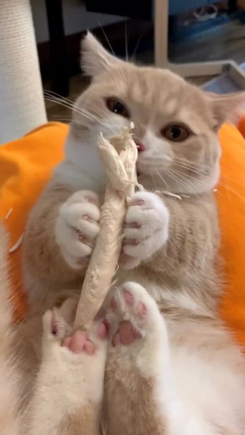 猫咪的沙雕行为 牙口真好 