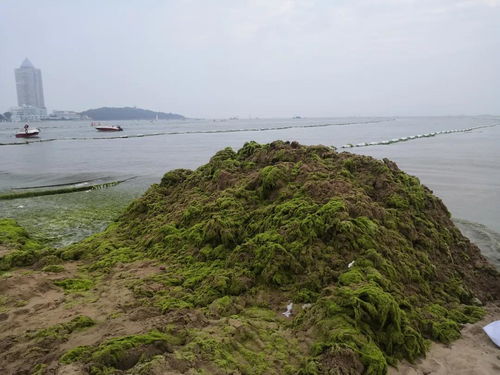 青岛今年还有浒苔吗(青岛浒苔结束时间2020)