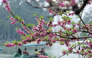 知道樱花浪漫 但也不要错过桃花雨呀