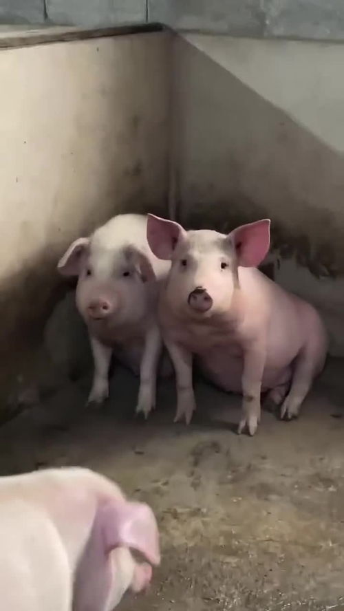 精致的猪猪姐妹 
