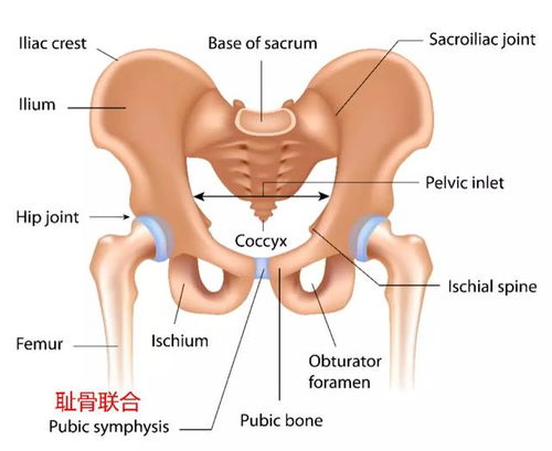 耻骨联合部位在哪 搜狗图片搜索