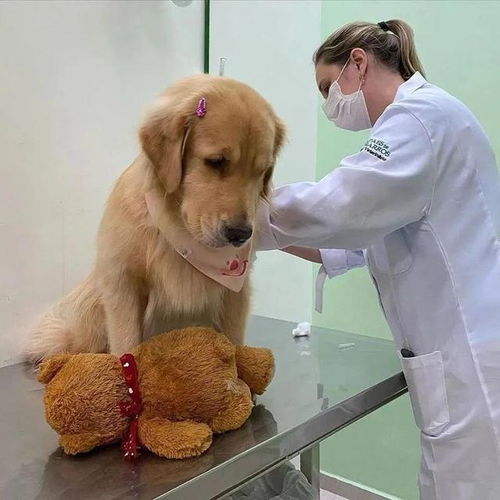 狗狗去医院打针,却发现控制不住自己的腿 莫名熟悉怎么回事