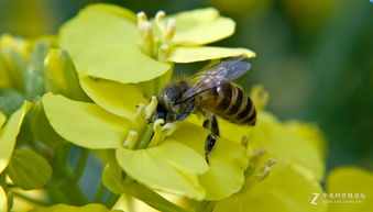 关于蜜蜂在菜花中的诗句