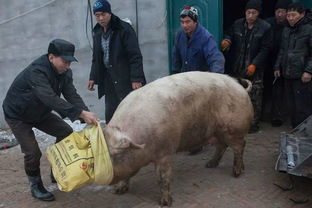3月21日养猪业重要信息汇总