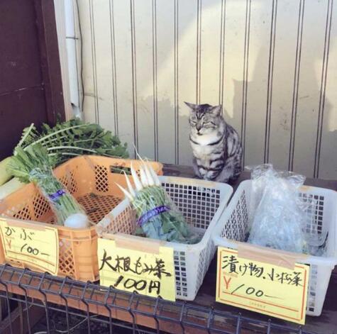 日本无人蔬菜摊现猫店员 工作有模有样被评价 好可爱 