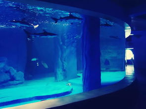 推荐 南宁超好玩的网红拍照地,鲨鱼馆十一正式开放