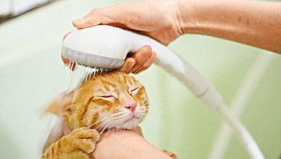 宠物猫都害怕洗澡,为了让猫更加干净,我们该不该给它给洗澡呢